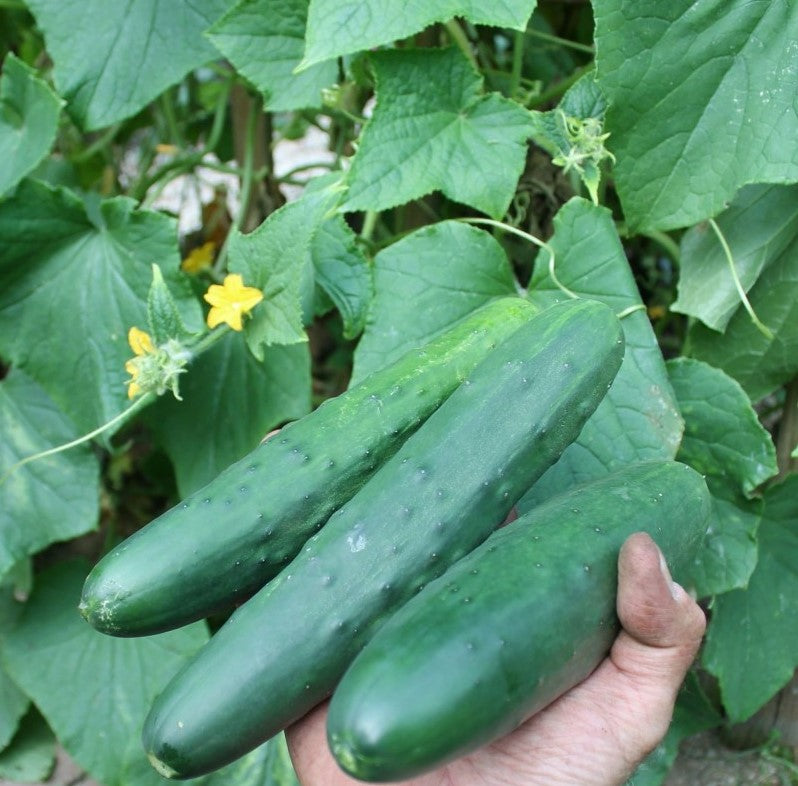 Cucumbers (Long)