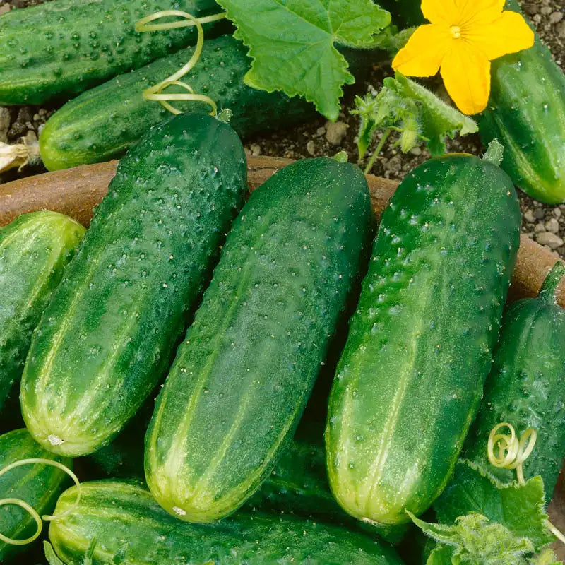 Cucumbers (Small)
