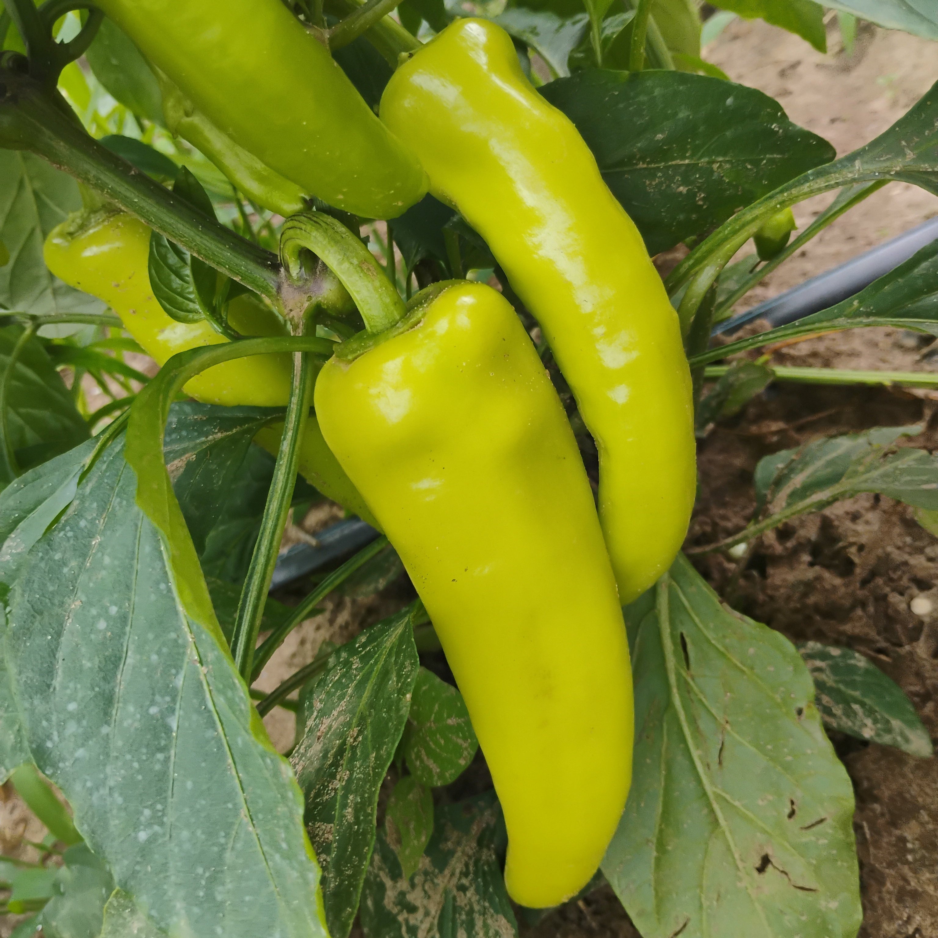Hungarian Wax Peppers