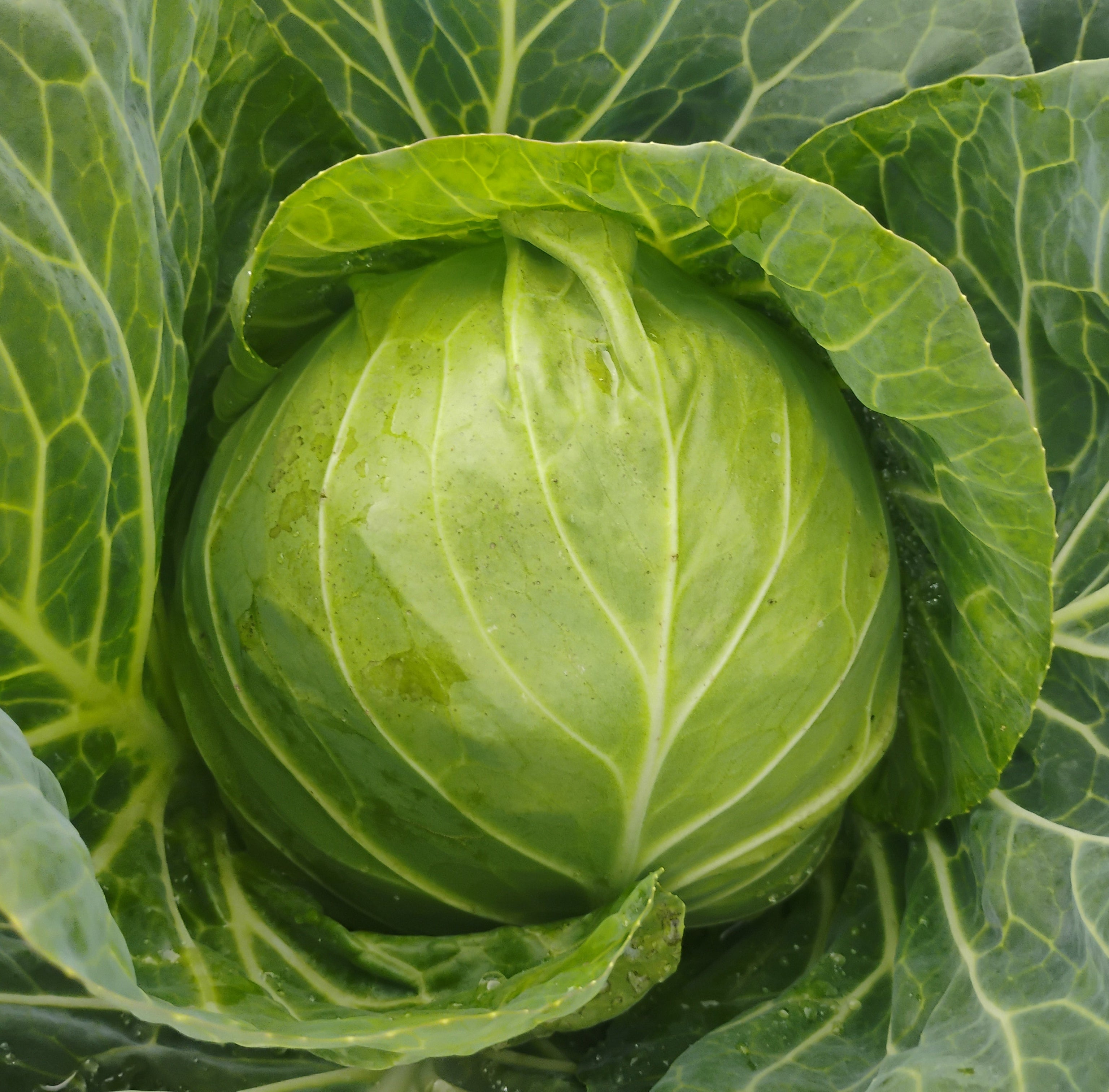 Cabbage