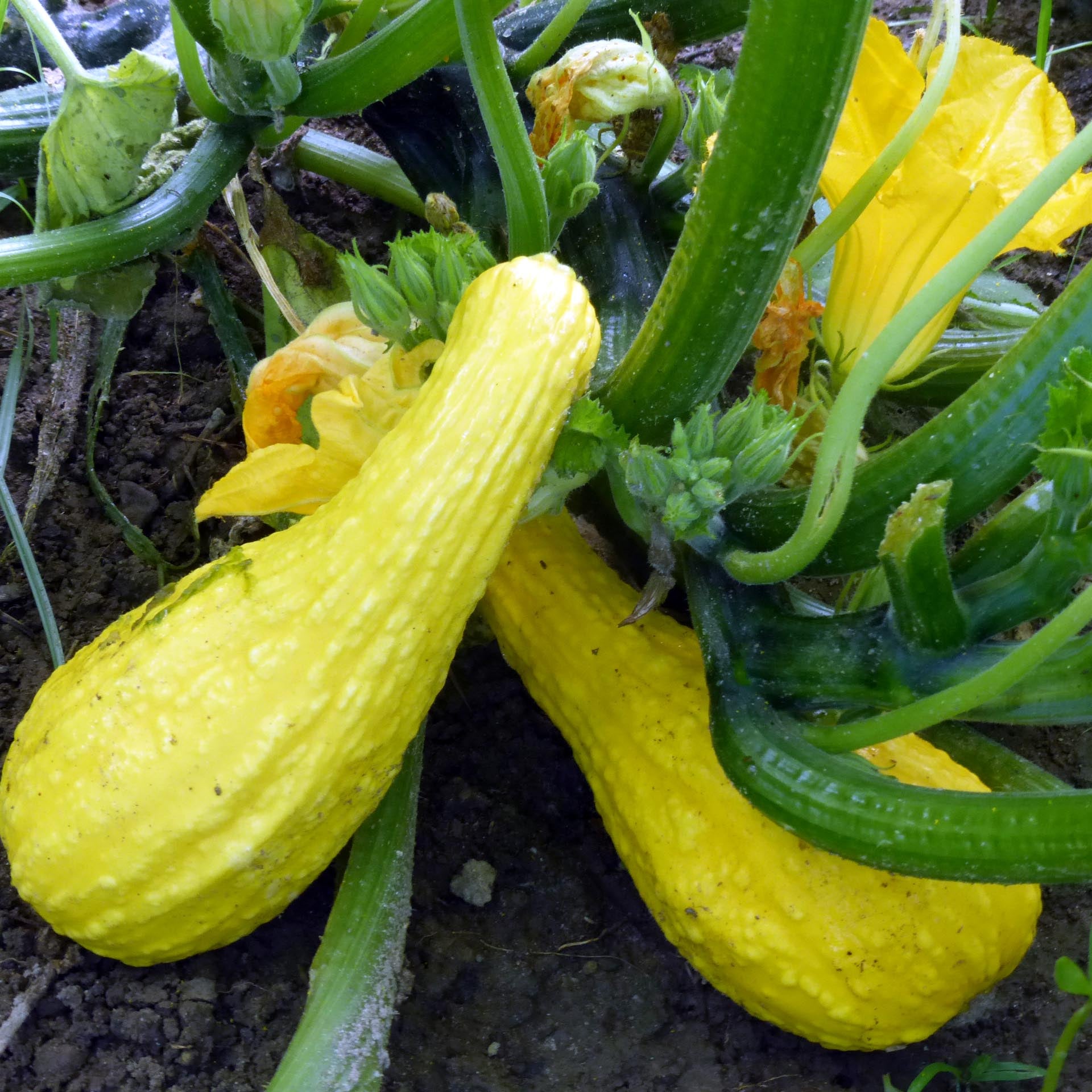 Yellow Squash