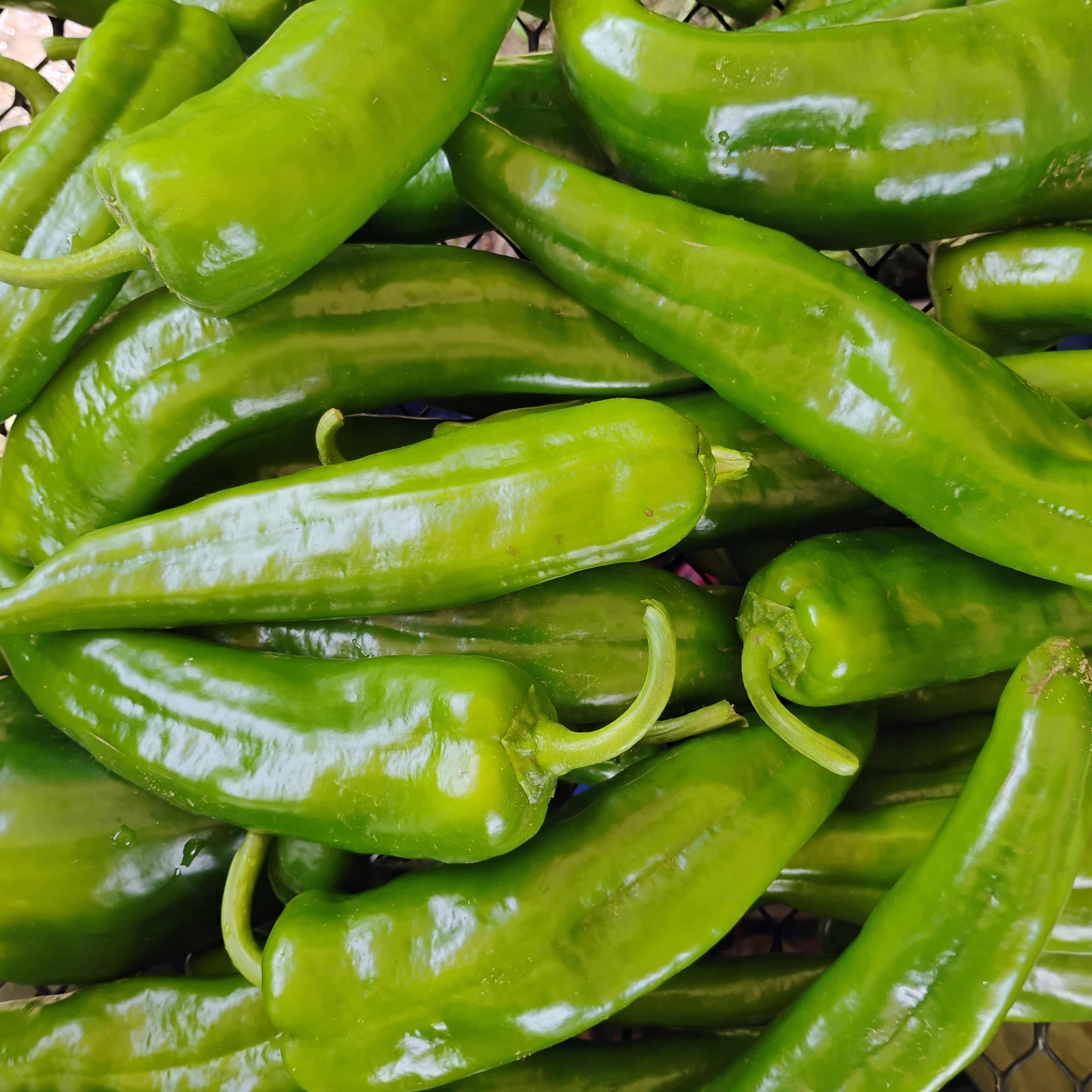 Anaheim Peppers