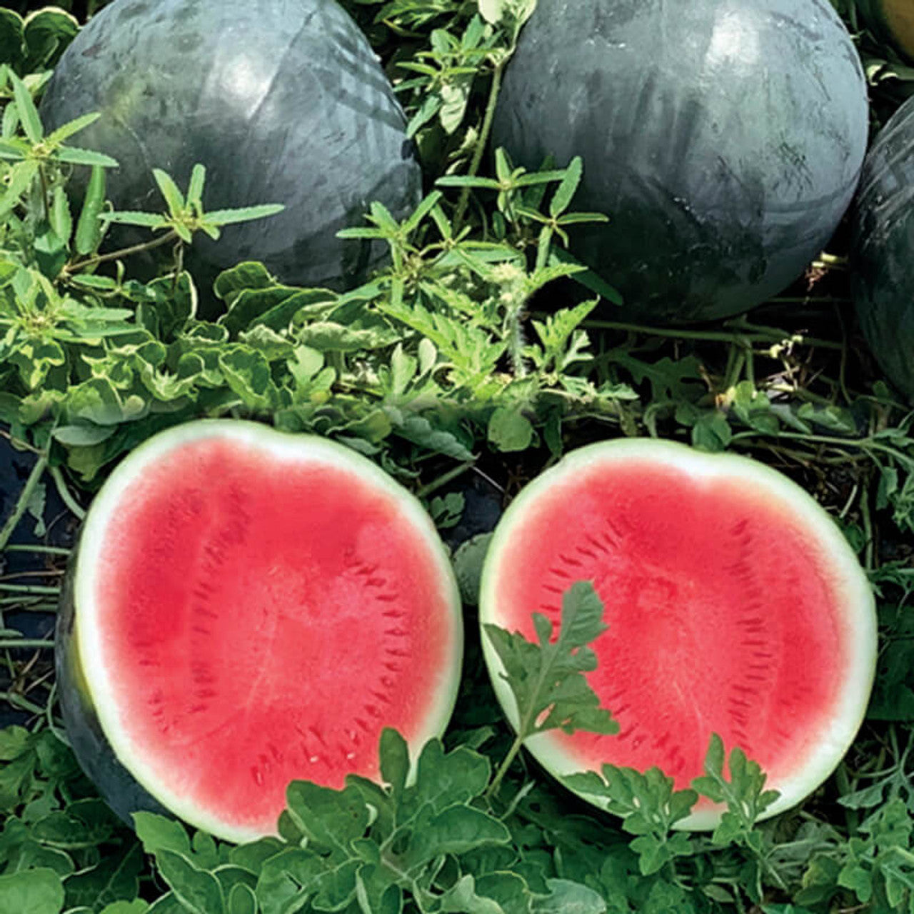 Seedless Watermelon