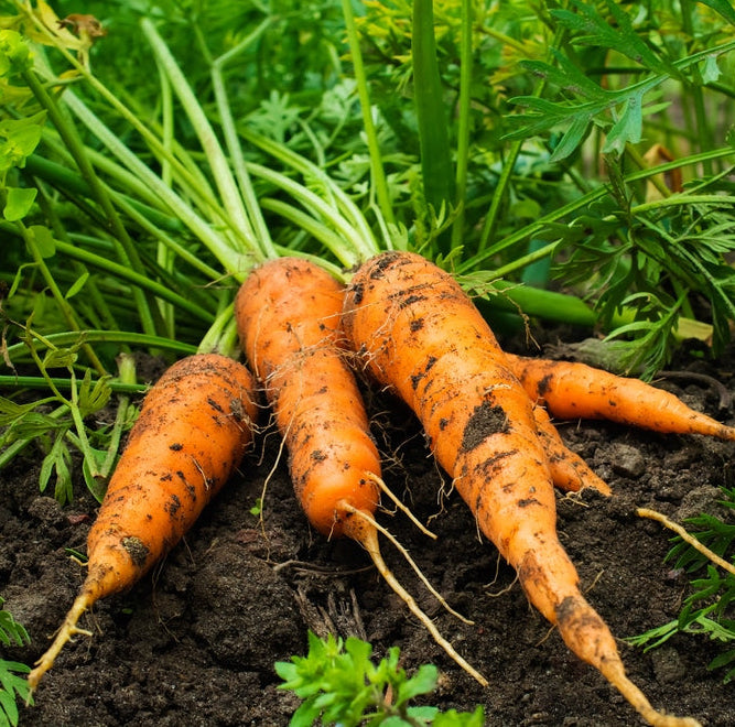 Carrots